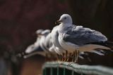 Ring-billed Gull  