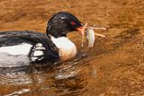 Red-breasted Merganser 