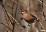 Cedar Waxwing  
