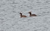 Horned Grebes  