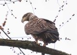 Immature Bald Eagle  