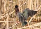 Green Heron Landing  