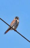 American Kestrel  