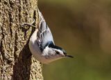 White-breasted Nuthatch  