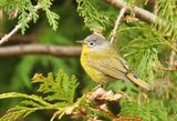 Nashville Warbler 