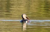 Grebe and Perch  