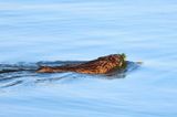 Muskrat  