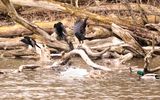 Crows and Ducks  
