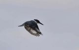 Kingfisher Flight  