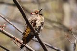 Northern Flicker  