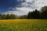 Dandelions 