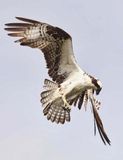 Osprey 