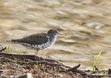 Spotted Sandpiper 