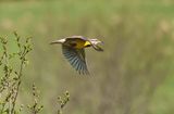 Meadowlark in Flight 