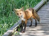 Fox 