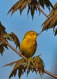 Yellow Warbler 