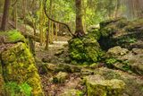 Rocks and Trees  