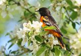 Oriole and Blossoms  