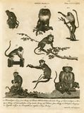 Simiae, Monkeys  