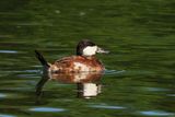 Ruddy Duck  