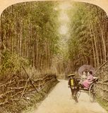 Bamboo Avenue 