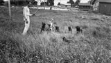 Out with the Dogs