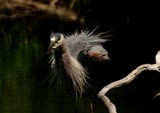 Heron Feathers 