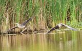 Pair of Herons  