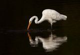 Egret 