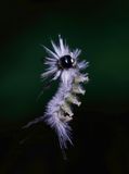 Hickory Tussock Moth Caterpillar 