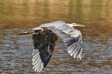 Heron in Flight 