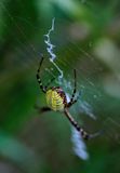Orb Weaver
