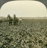 Cultivating 