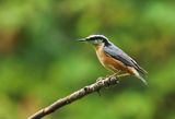 Red-breasted Nuthatch 