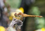Yellow-legged Meadowhawk