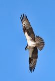 Osprey 02 