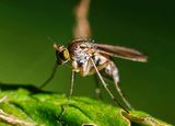 Semaphore fly 