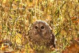 Barred Owl 