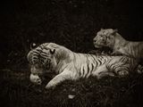 Tigers BW  