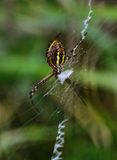 Orb Weaver 2 R
