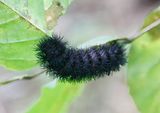 Black Hairy Caterpillar 