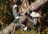 Kingfishers  