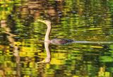 Juvenile Cormorant 2  