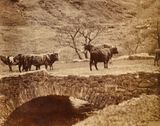 Highland Cattle  