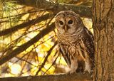 Barred Owl 3 