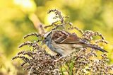 White-throated Sparrow 
