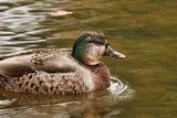 Colourful Mallard 