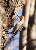 Red-bellied Woodpecker 2 