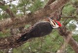 Pileated Woodpecker  
