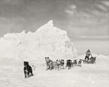 Dog Sled  